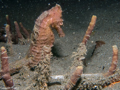 Hippocampus taeniopterus, Seepferdchen